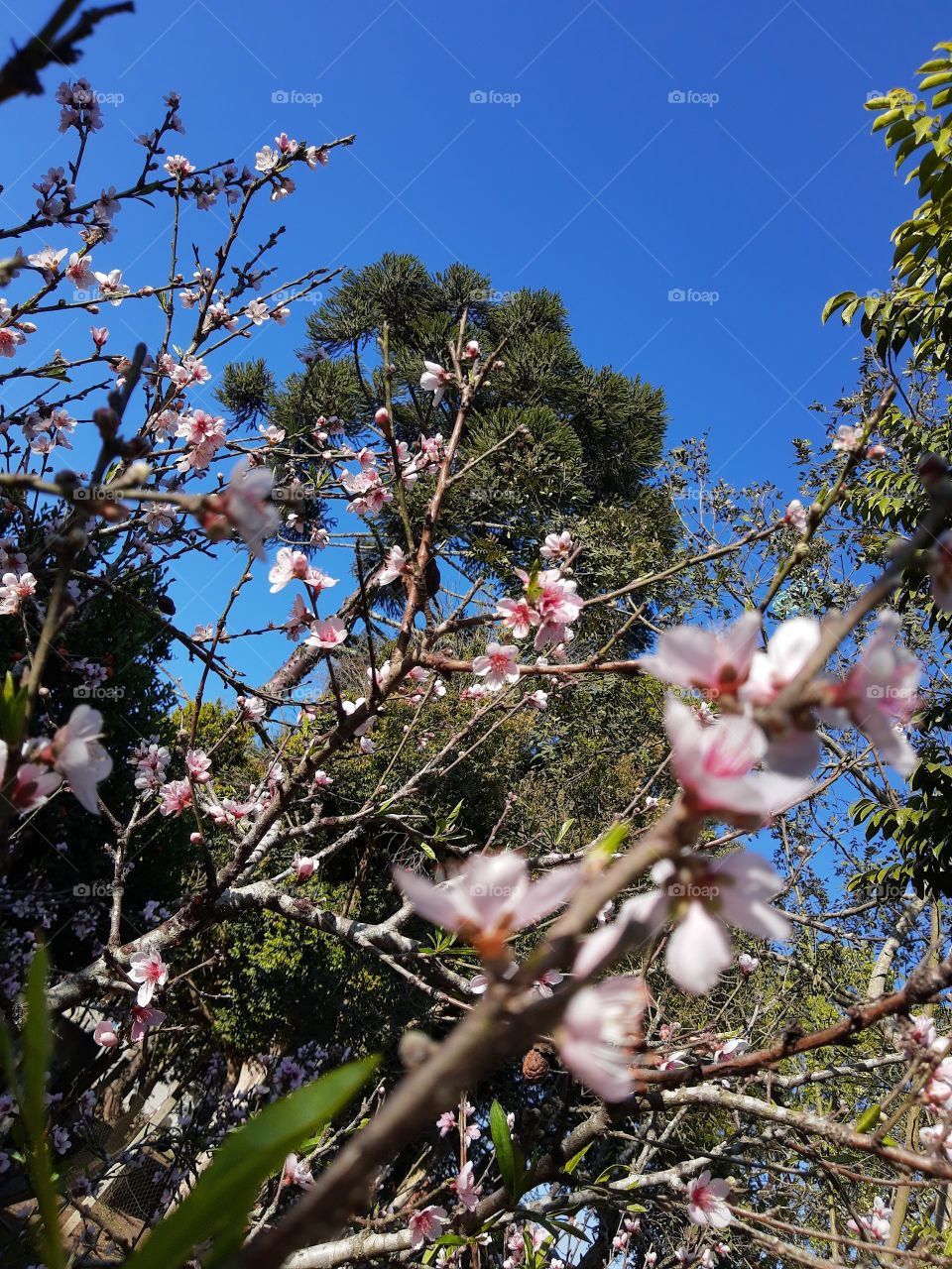 peach flowers and blue skies