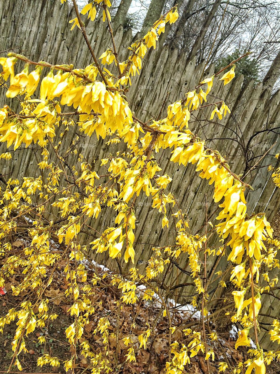 Bedraggled forsythia 