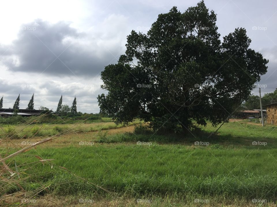 Tree in farm 