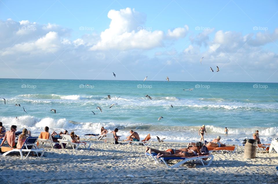 Gaviotas seagulls 