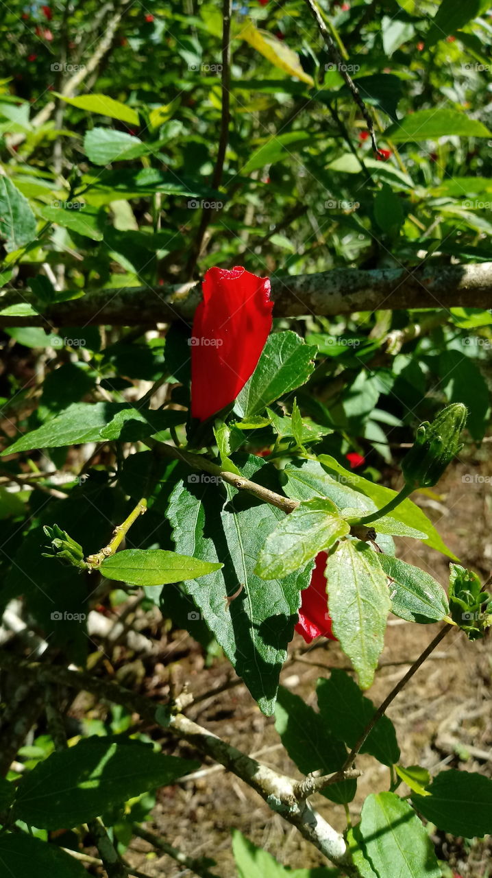 NATURAL NATURE NATUR FLOWER