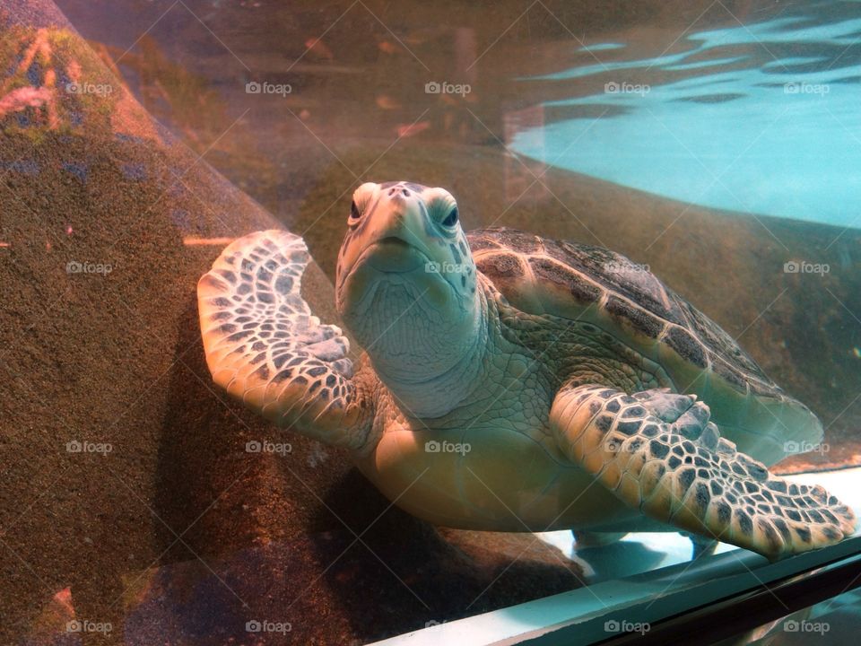 turtre