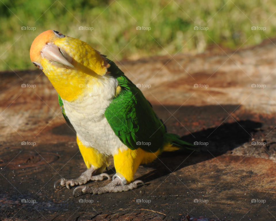 bird cute pet parrot by lightanddrawing