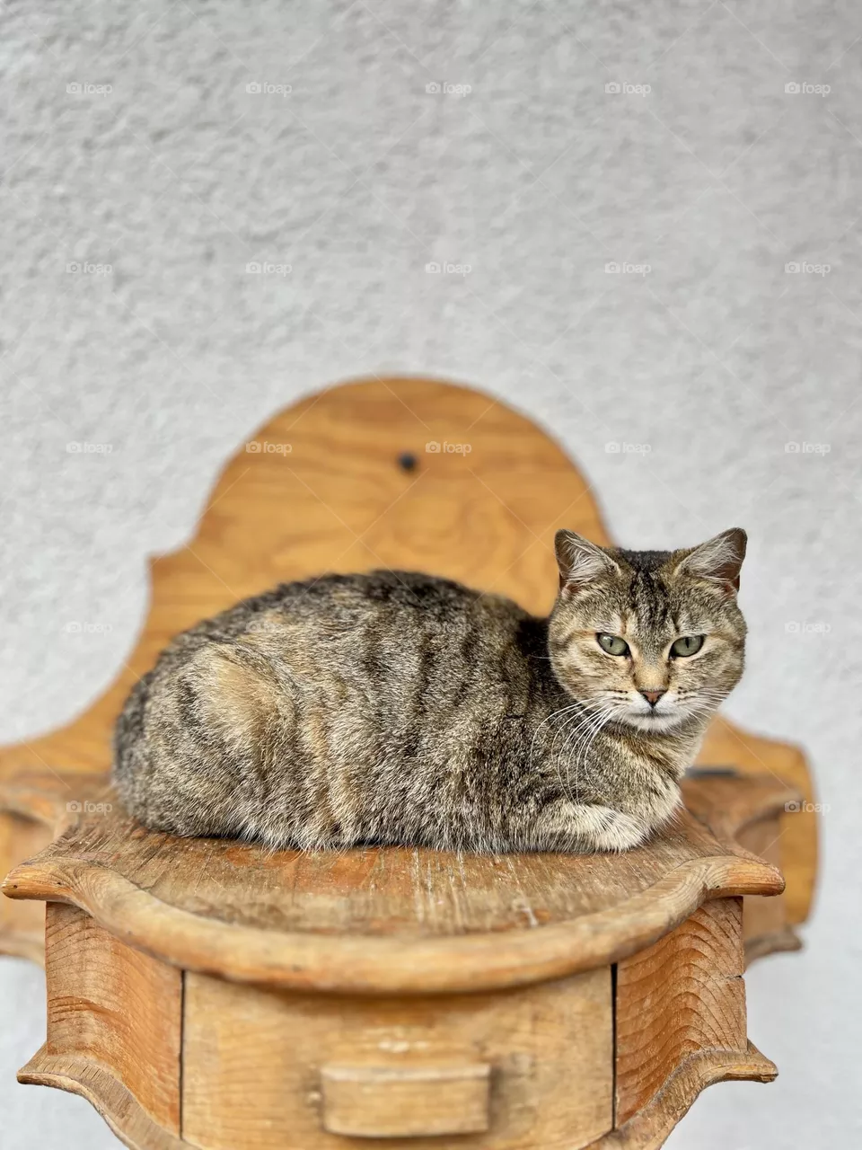 Street Cat 