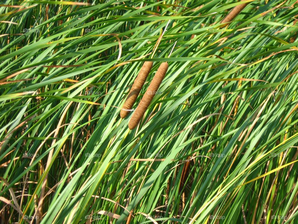 Cattails