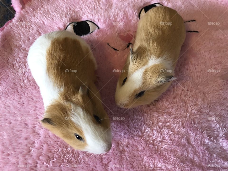 Two little girl guinea pigs