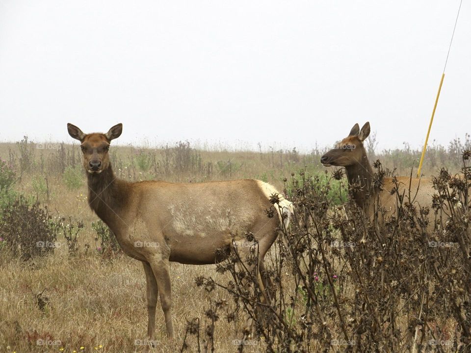 Two Female Elk