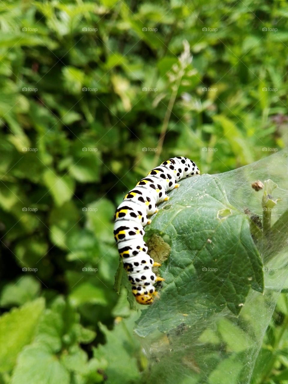 butterfly caterpillars