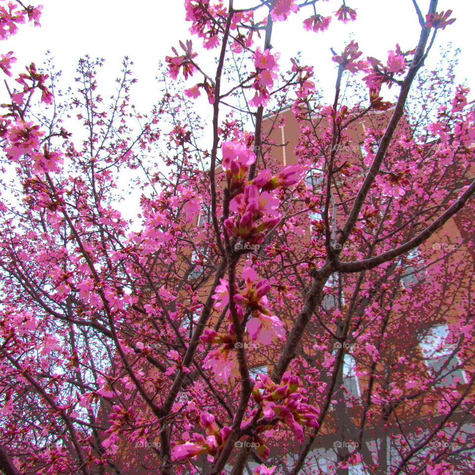 Low angle view of cherry blossom tree