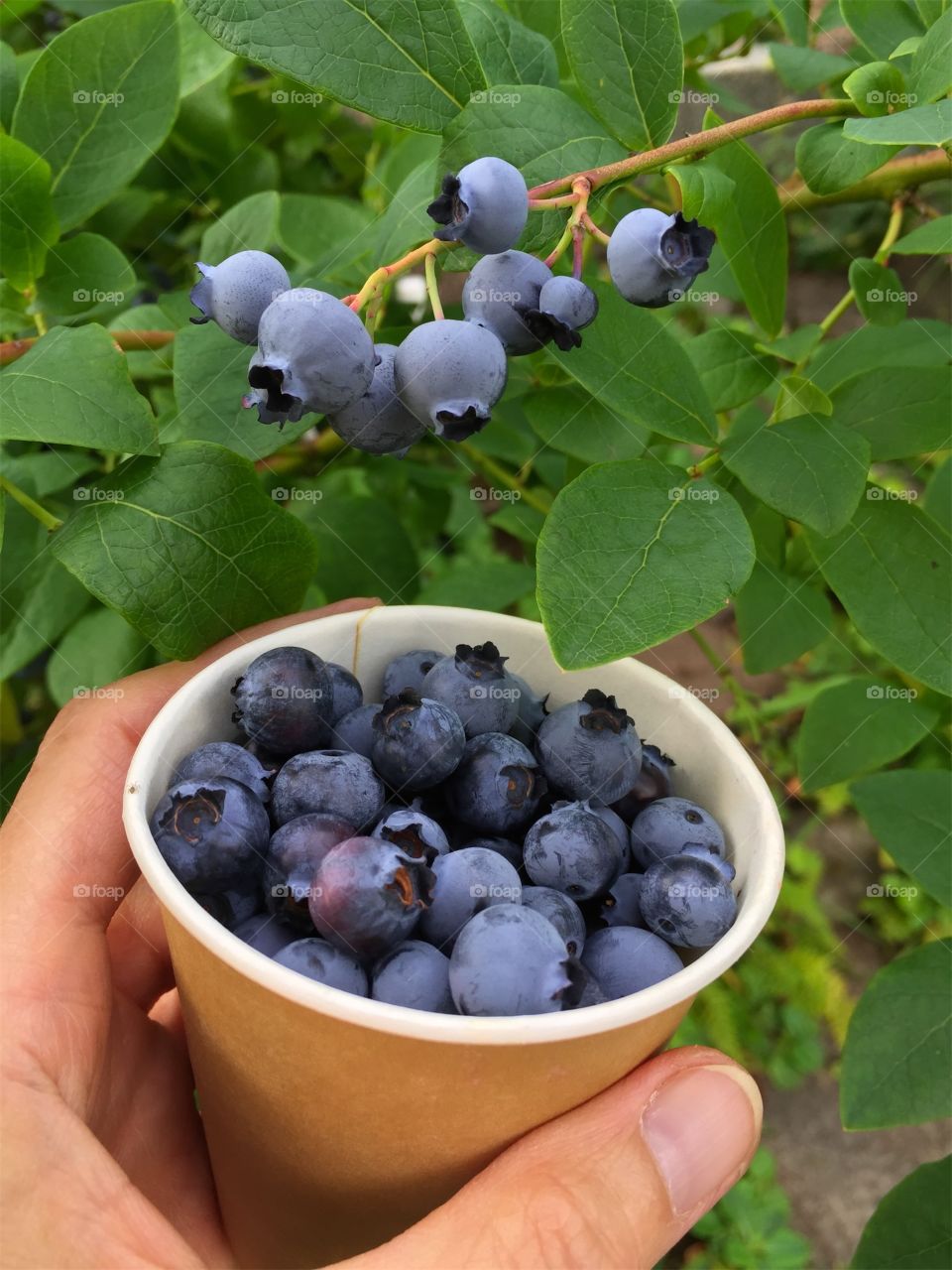 Mug with fresh newly picked blueberries in front of a blueberry plant with ripe berries in the garden in summer.