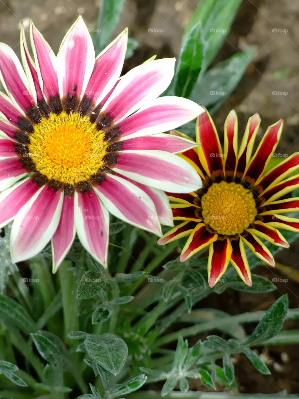 flowers