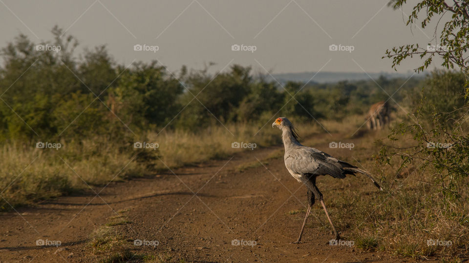 Secretary bird in the Kruger National Park
