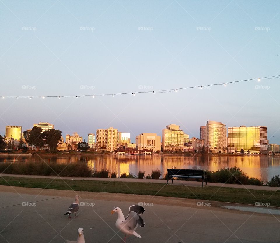 Seagulls at lake after sunrise, golden skyline
