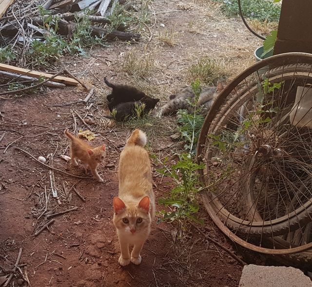 gatos