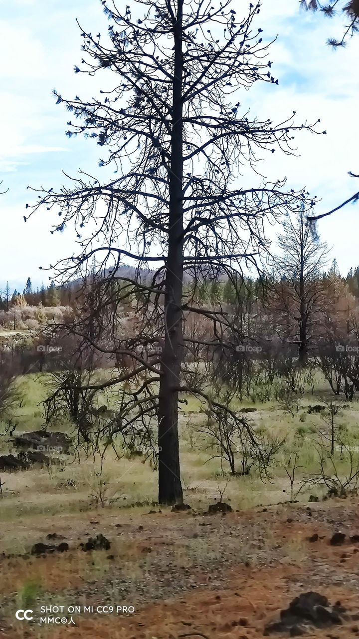 trees and forest series