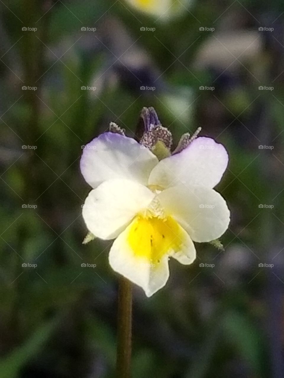 Tiny flowering plant