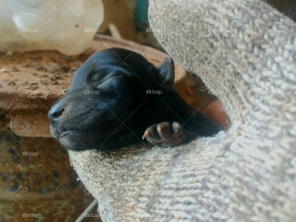 Meu cachorro.
My dog.