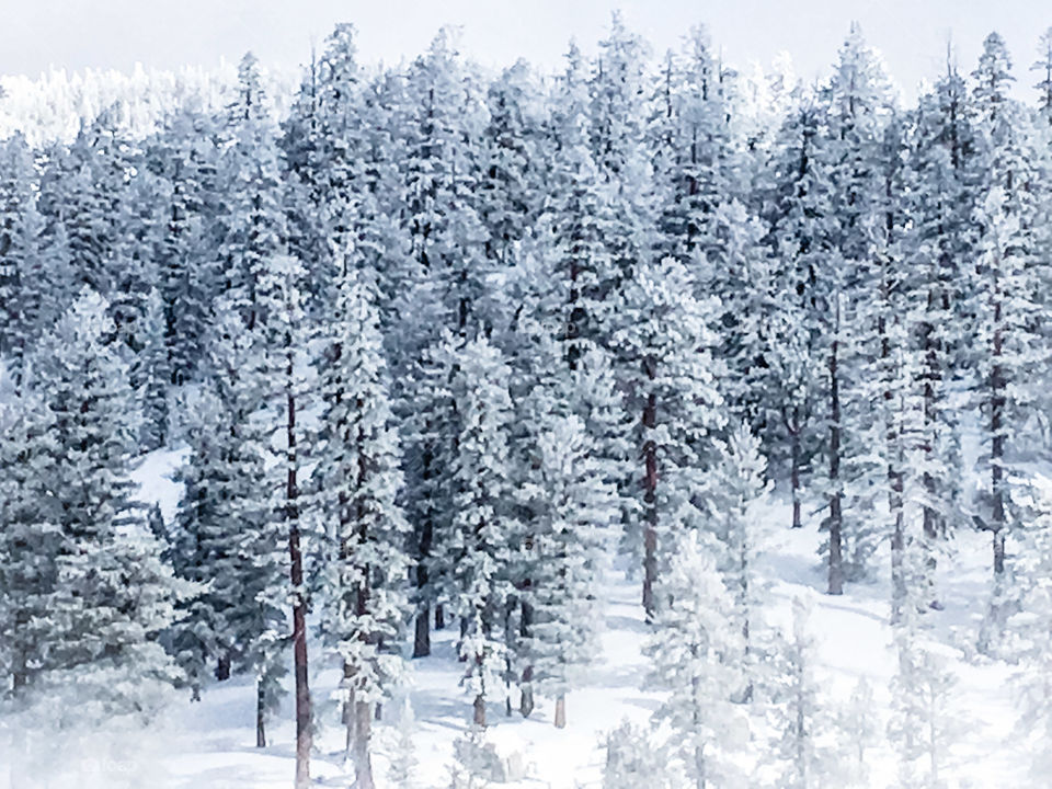 Snow covered forest trees in the winter