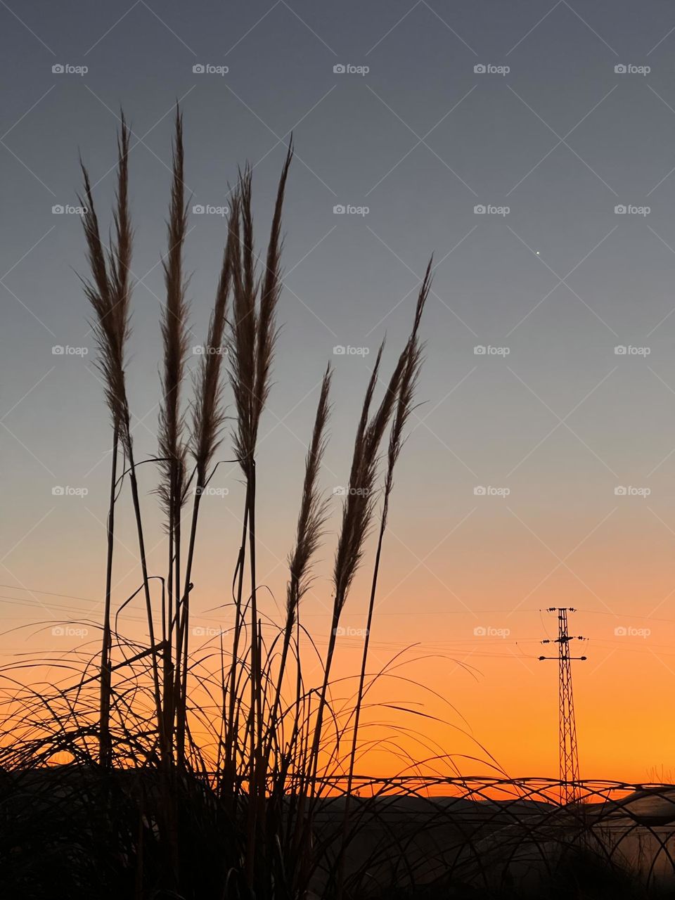 Cortadeira jubata in the sunset 