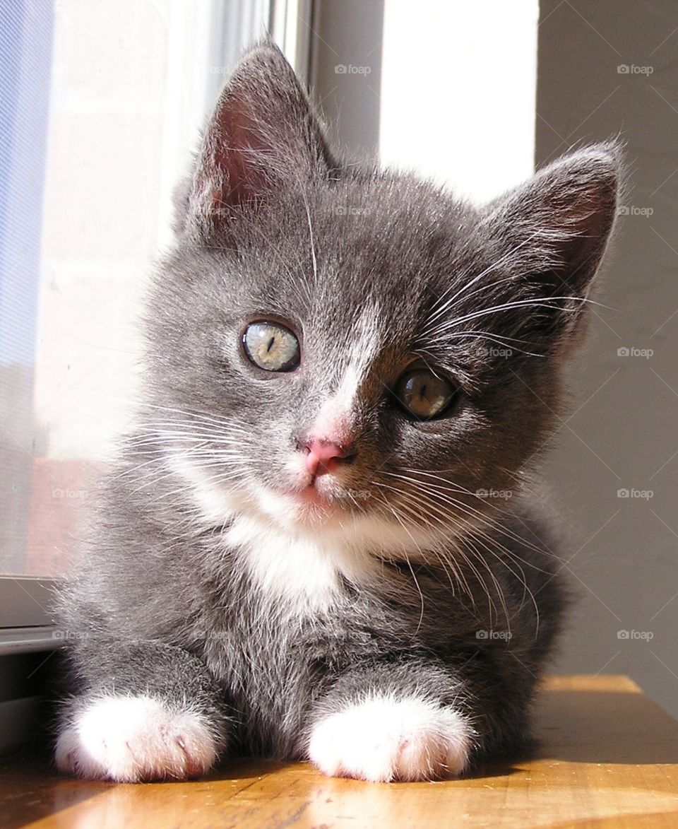 Gray and White Kitten. Sunny window for nap.