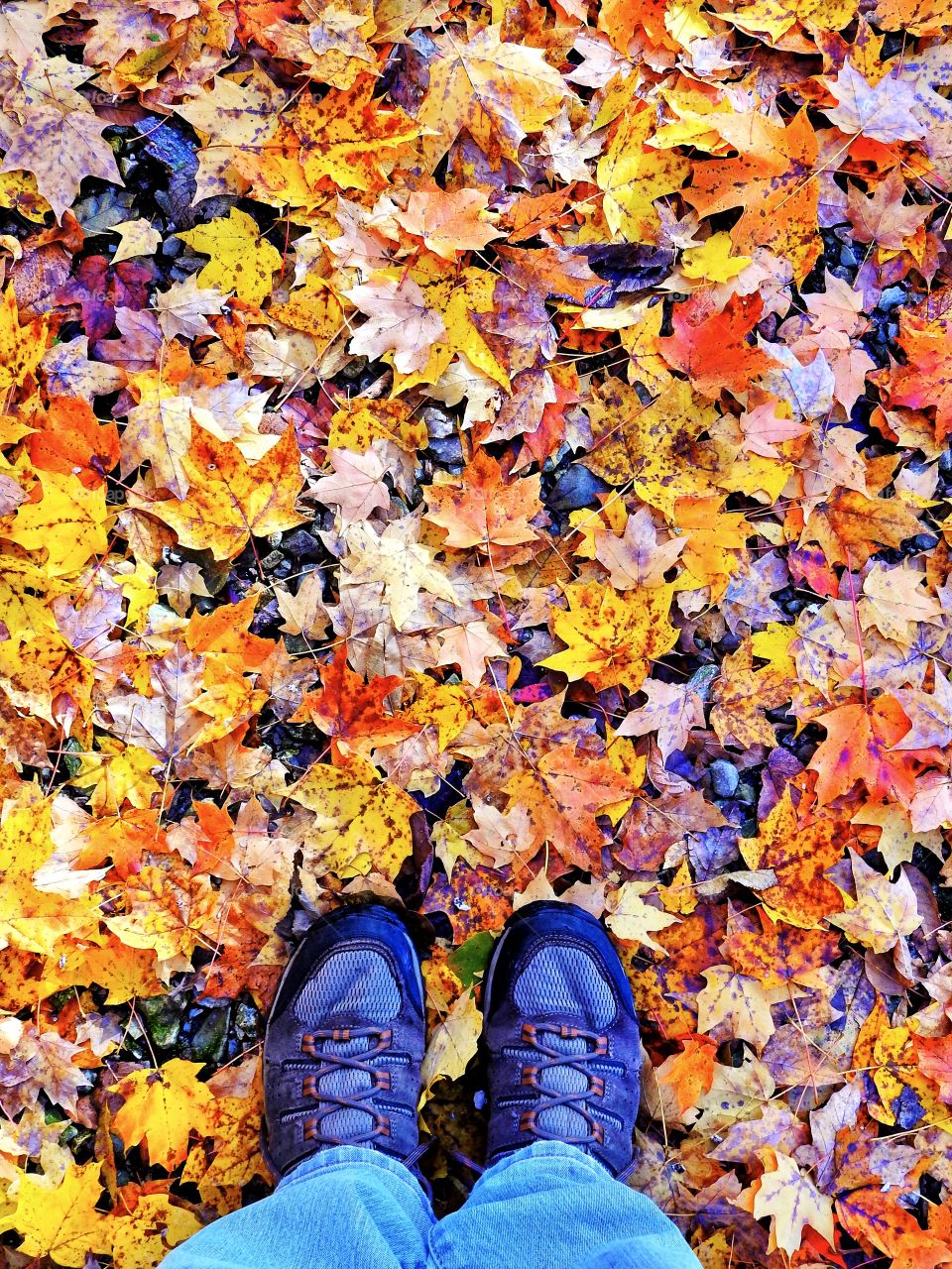 Fall on a hike in Indiana with some beautiful colors