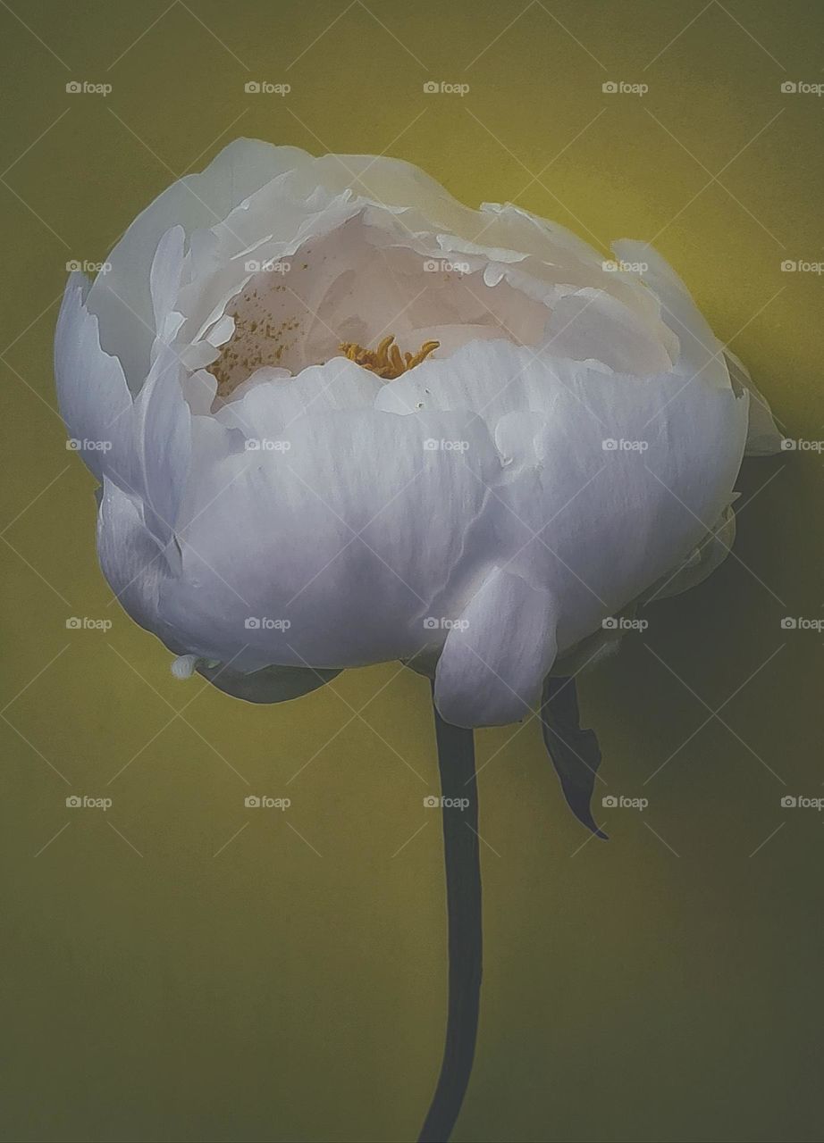 Peony