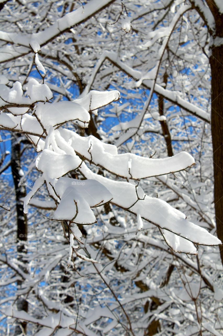 Snowy Branches