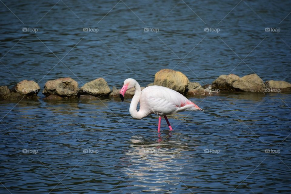 Flamingo 