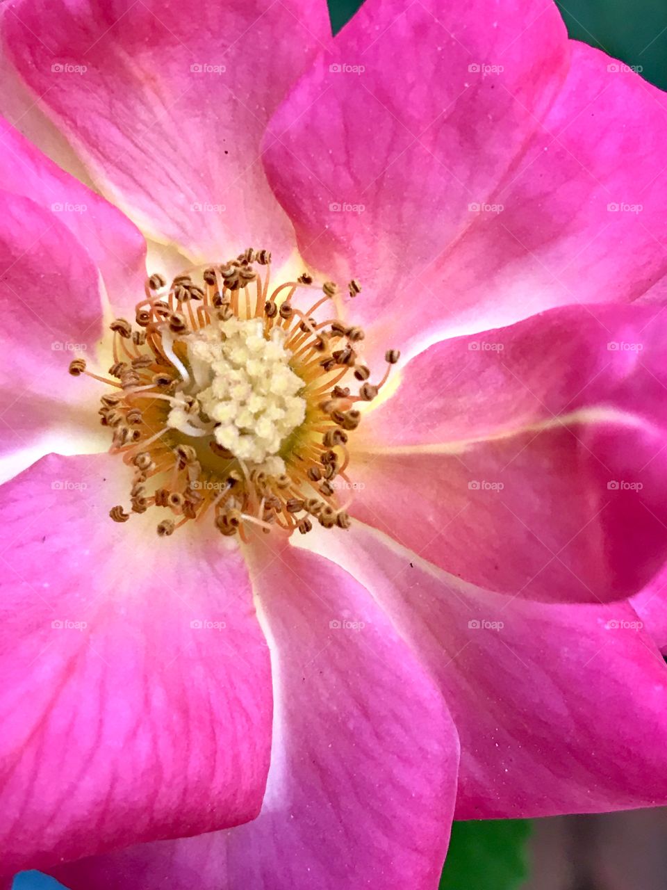 Macro pink flower 