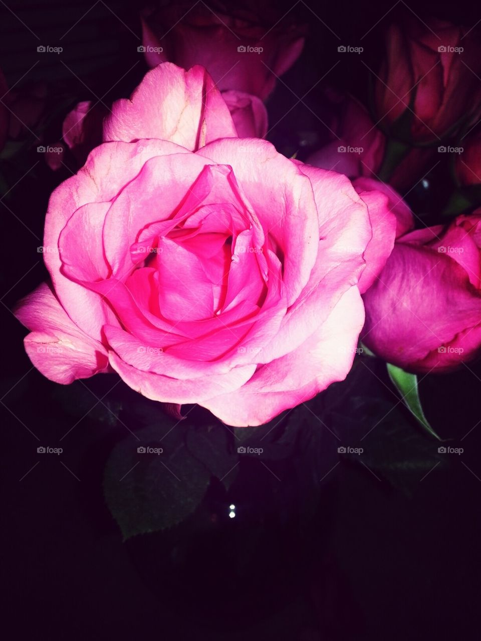 Pink Roses
