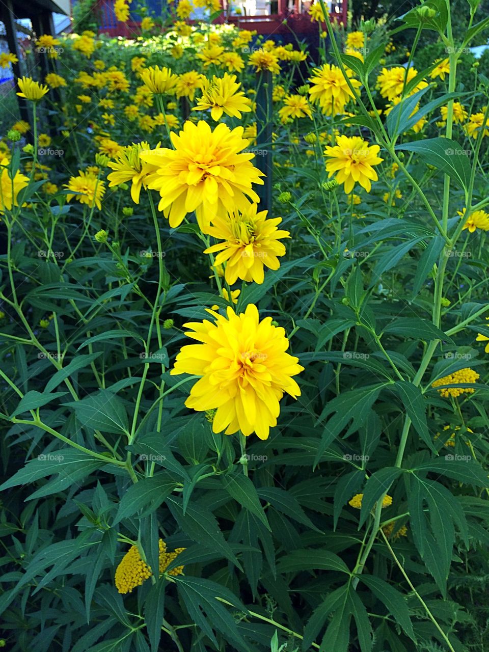 Tall yellow flowers
