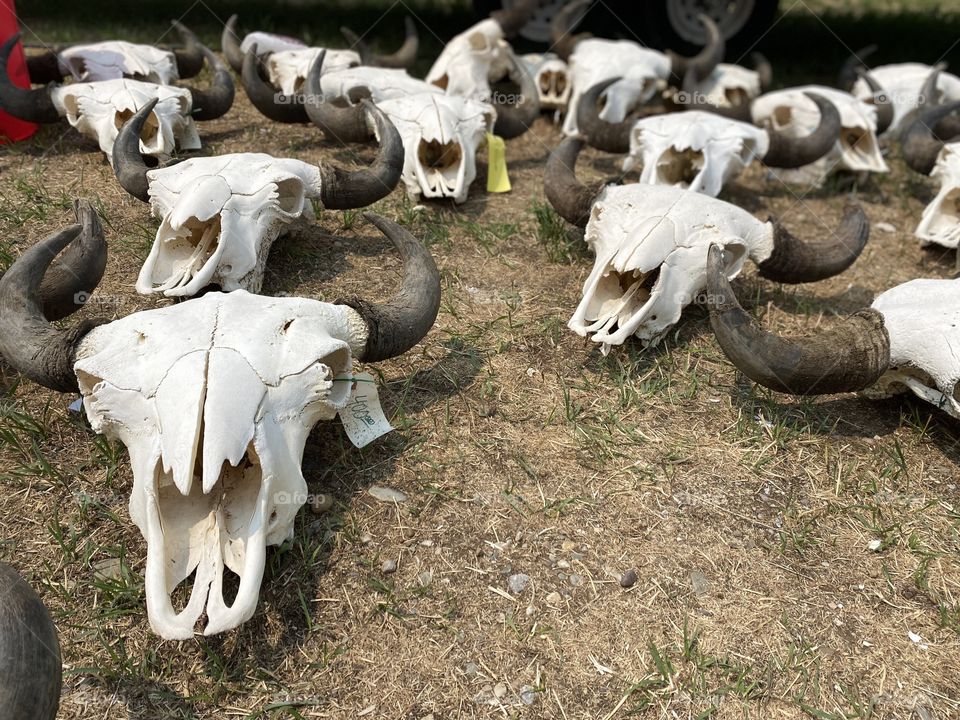 Death in the Valley: Hi tees and trappers bring their buffalo skulls to sell in Alpine, Wyoming.