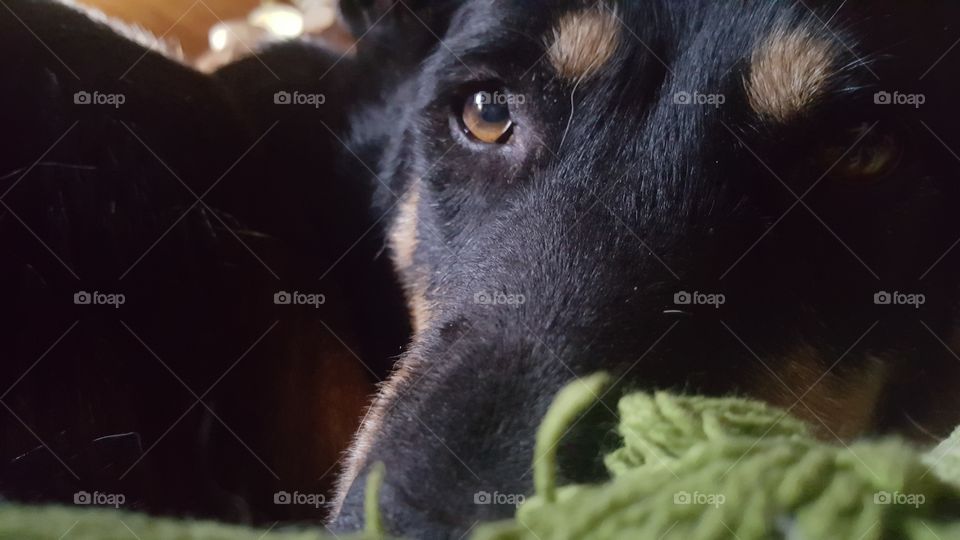 close up of cute dog