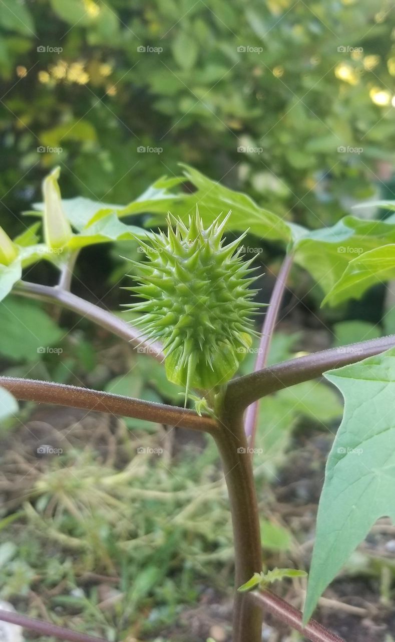 Jimsonweed