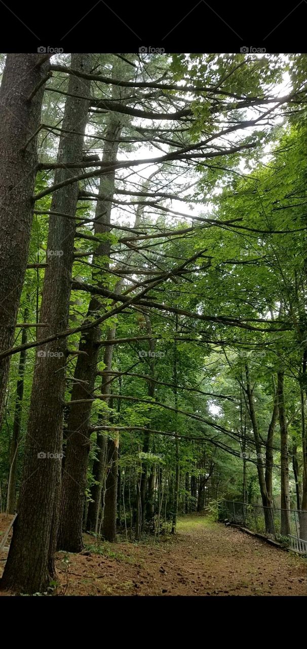 The forest with a road running through to the unknown. Dirt road in forest covered in pine needles & leaves.