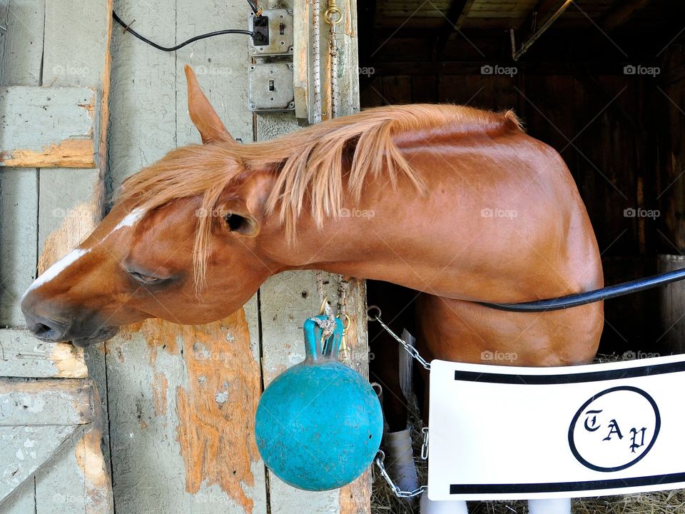 All Included. All Included, a flaxen chestnut colt, takes a bite of the barn door. 
Zazzle.com/fleet photo