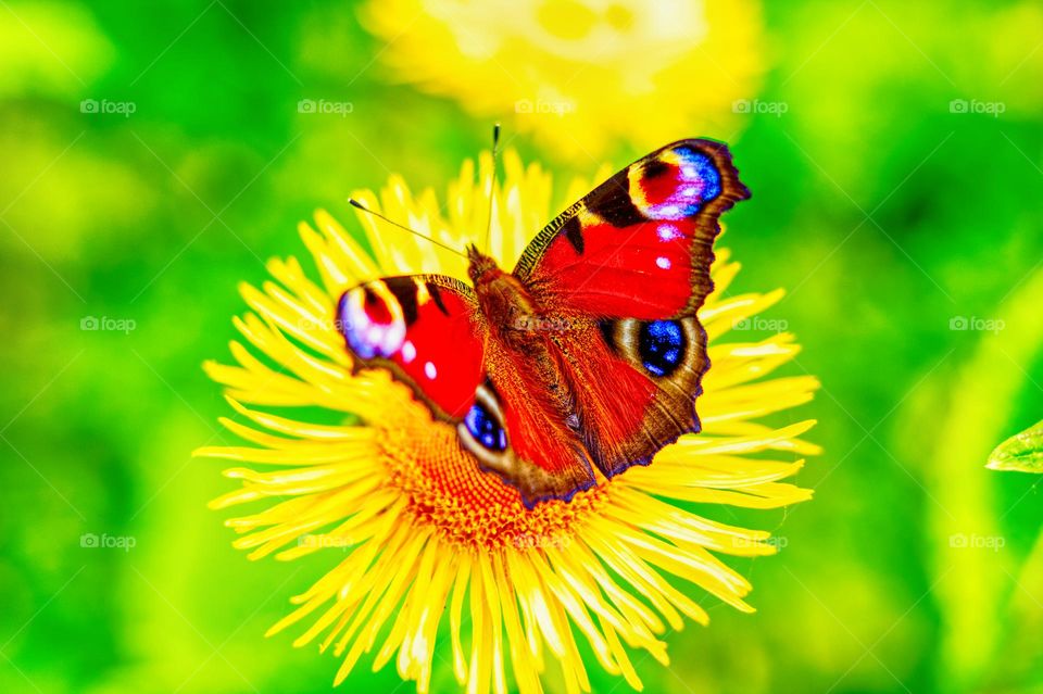 Butterfly sitting on the dandelion flower