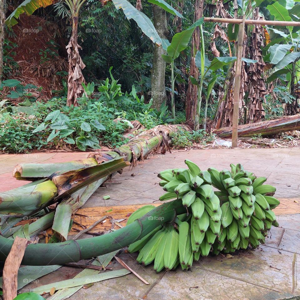 banana tree collapses with unripe bananas