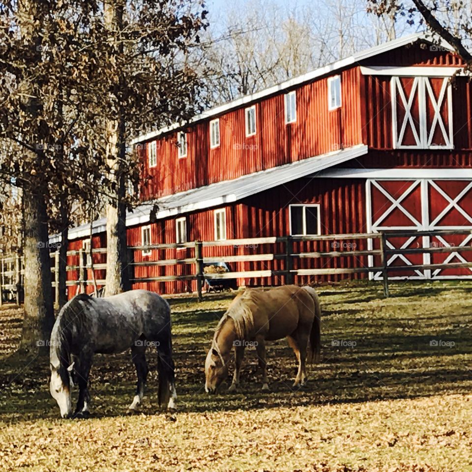 Two Horses at Barn