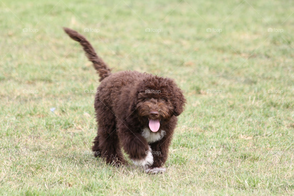 Cute Lagotto down at the dog park