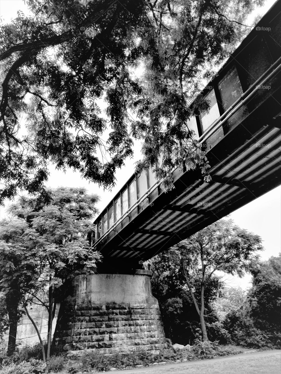 An old bridge seems to get swallowed up by the variety of trees growing around it