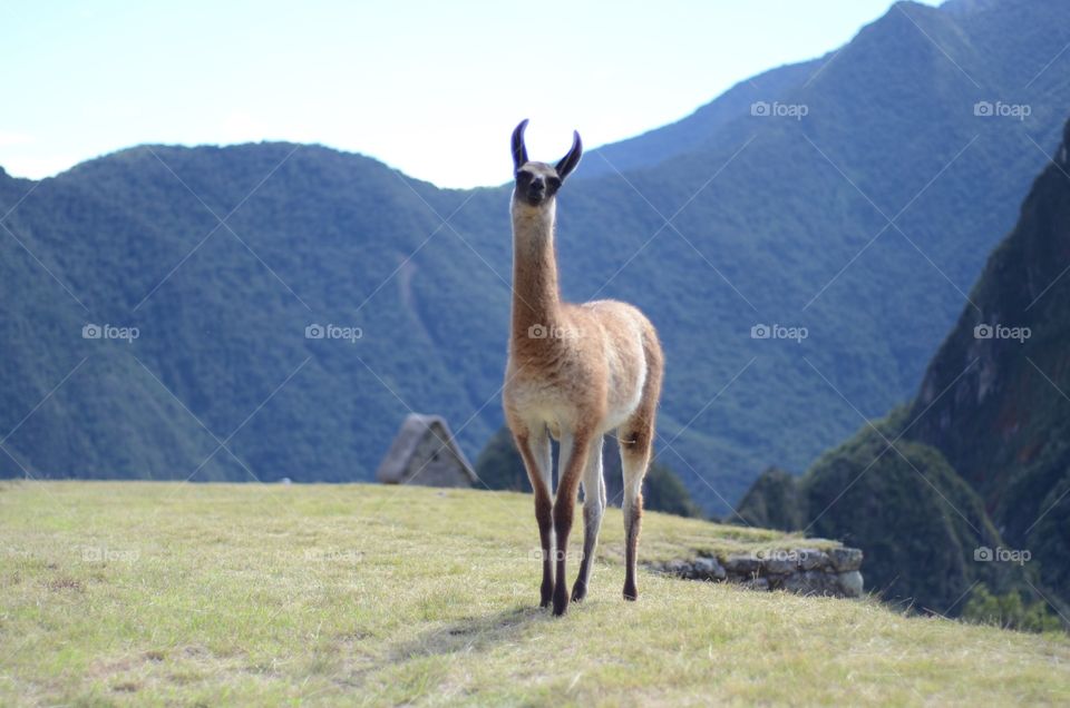Alert alpaca at Machu Picchu