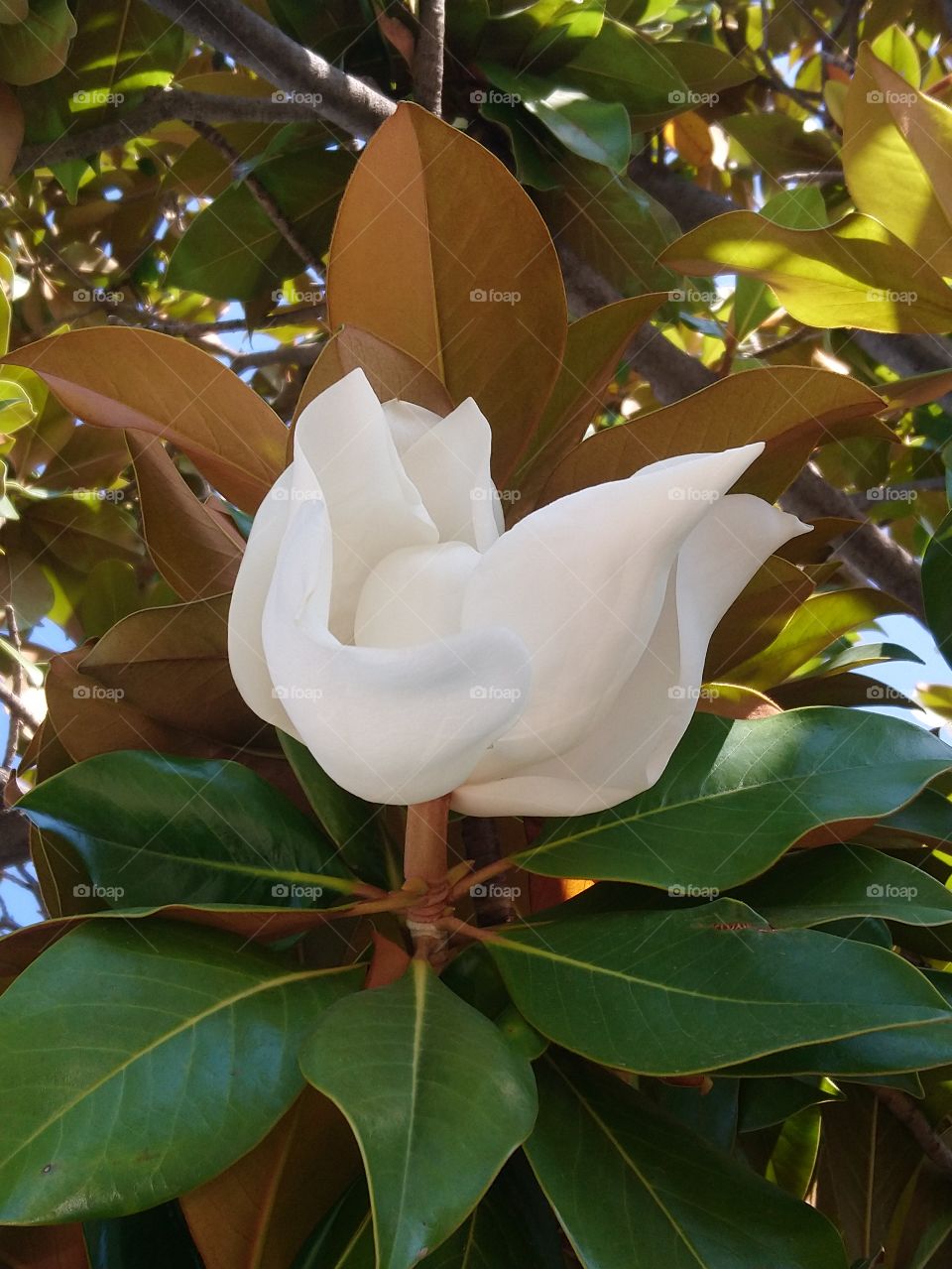 Beautiful white flower