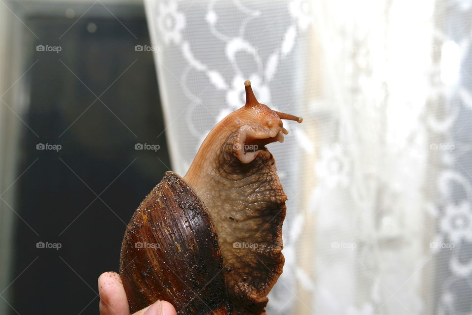 Big snail 