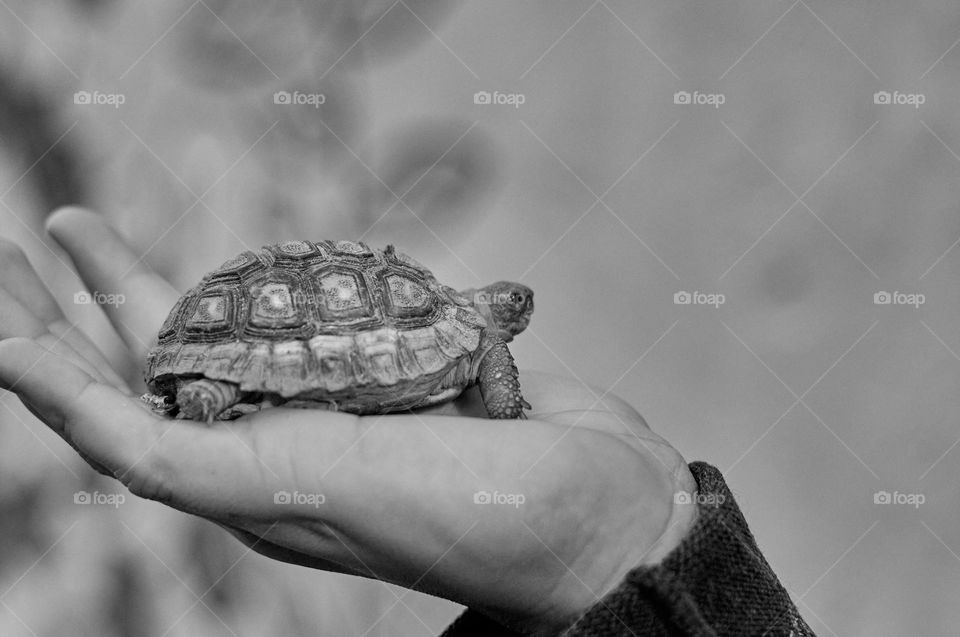 Turtle perched on a hand.