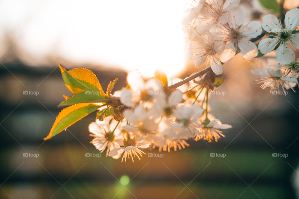 A calm evening with beautiful flowers and sunset.