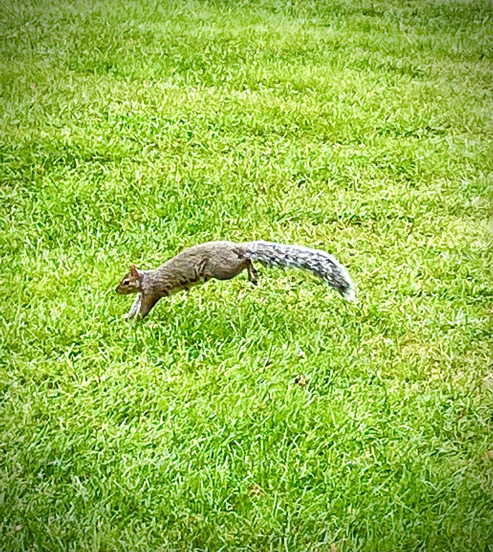 Mama squirrel running through a grassy field 