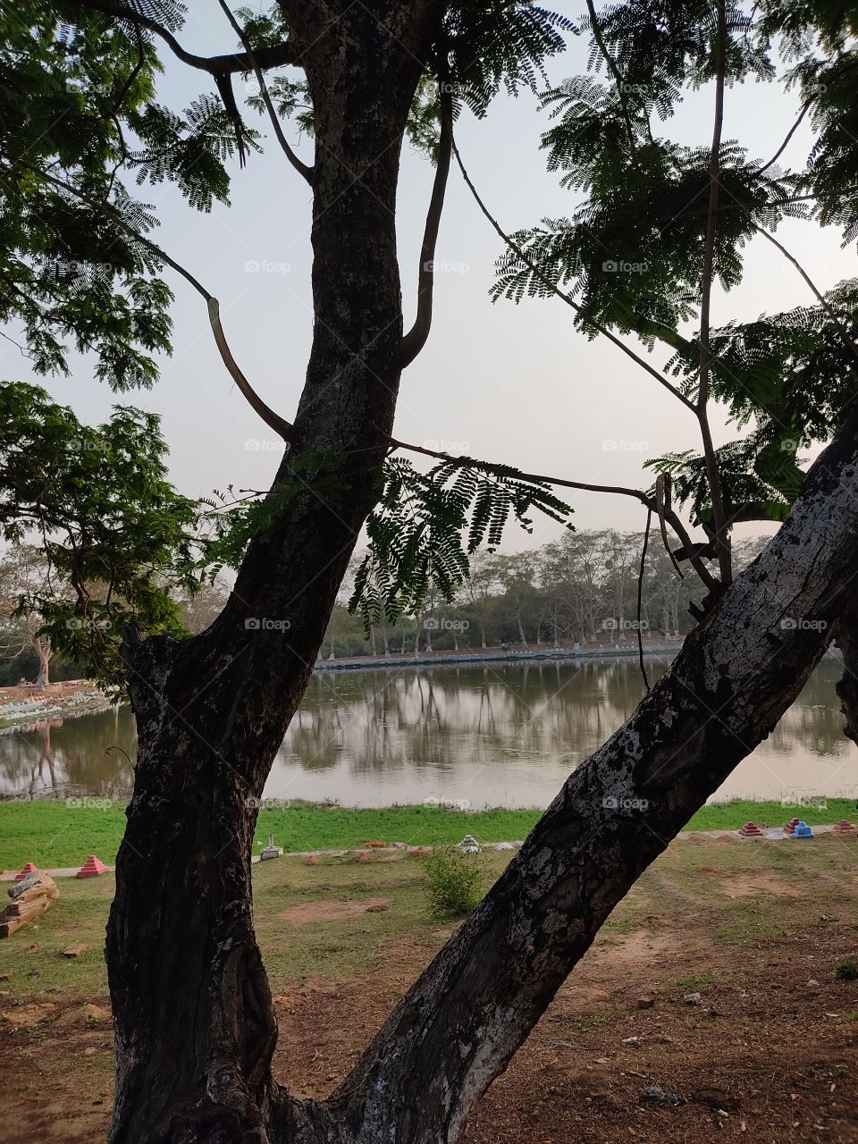 Beautiful😍 pond view between two branches🌳