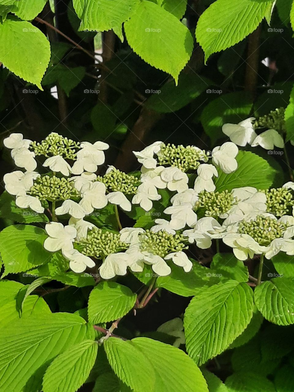 sunlit horizontal bunch of japanese viburnum flowers