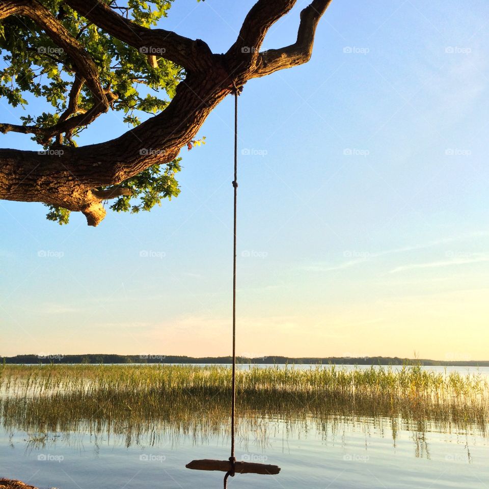Rope swing hanging on tree